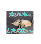 我が家の日常スタンプ♡（個別スタンプ：15）