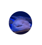 え？(魚顔)（個別スタンプ：1）