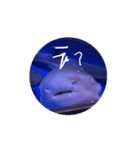 え？(魚顔)（個別スタンプ：3）