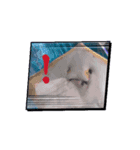 え？(魚顔)（個別スタンプ：8）