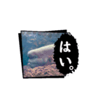 え？(魚顔)（個別スタンプ：13）