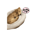 なっつのいぬスタンプ（個別スタンプ：4）