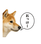 いろんな生き物の横顔スタンプ 76（個別スタンプ：2）