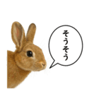 いろんな生き物の横顔スタンプ 76（個別スタンプ：6）