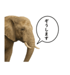 いろんな生き物の横顔スタンプ 76（個別スタンプ：10）