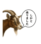 いろんな生き物の横顔スタンプ 76（個別スタンプ：13）