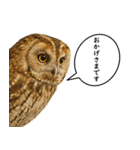 いろんな生き物の横顔スタンプ 76（個別スタンプ：24）