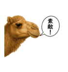 いろんな生き物の横顔スタンプ 76（個別スタンプ：25）