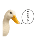 いろんな生き物の横顔スタンプ 76（個別スタンプ：26）