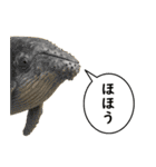 いろんな生き物の横顔スタンプ 76（個別スタンプ：27）