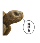 いろんな生き物の横顔スタンプ 76（個別スタンプ：28）