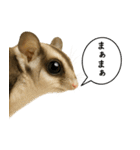 いろんな生き物の横顔スタンプ 76（個別スタンプ：30）