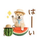 ⚡飛び出す柴犬の「夏」の毎日（個別スタンプ：1）