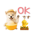 ⚡飛び出す柴犬の「夏」の毎日（個別スタンプ：4）