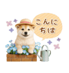 ⚡飛び出す柴犬の「夏」の毎日（個別スタンプ：6）