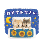 ⚡飛び出す柴犬の「夏」の毎日（個別スタンプ：8）