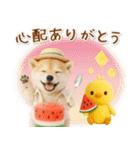⚡飛び出す柴犬の「夏」の毎日（個別スタンプ：11）