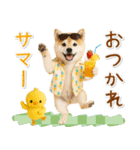 ⚡飛び出す柴犬の「夏」の毎日（個別スタンプ：13）
