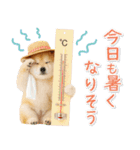 ⚡飛び出す柴犬の「夏」の毎日（個別スタンプ：14）