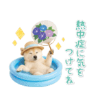 ⚡飛び出す柴犬の「夏」の毎日（個別スタンプ：17）