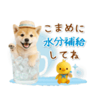 ⚡飛び出す柴犬の「夏」の毎日（個別スタンプ：19）
