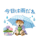 ⚡飛び出す柴犬の「夏」の毎日（個別スタンプ：21）