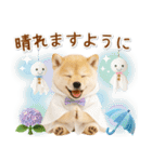 ⚡飛び出す柴犬の「夏」の毎日（個別スタンプ：22）