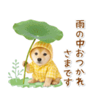 ⚡飛び出す柴犬の「夏」の毎日（個別スタンプ：23）