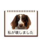カグラくんスタンプ14（個別スタンプ：4）
