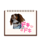 カグラくんスタンプ14（個別スタンプ：8）