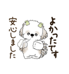 動くシーズー犬 2025 「丁寧な長文」19（個別スタンプ：8）