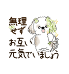 動くシーズー犬 2025 「丁寧な長文」19（個別スタンプ：12）