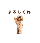 トイプードルゆるっと毎日アニメーション（個別スタンプ：11）