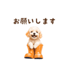 トイプードルゆるっと毎日アニメーション（個別スタンプ：12）
