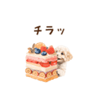 トイプードルゆるっと毎日アニメーション（個別スタンプ：21）