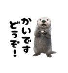 動く！ペンギン。（個別スタンプ：24）