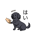 名前入りダックスロングソリッドブラック（個別スタンプ：6）