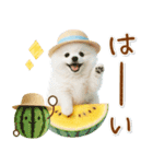 ⚡飛び出すポメラニアンの「夏」の毎日（個別スタンプ：1）