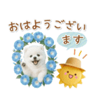⚡飛び出すポメラニアンの「夏」の毎日（個別スタンプ：5）