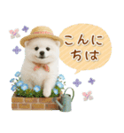 ⚡飛び出すポメラニアンの「夏」の毎日（個別スタンプ：6）