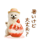 ⚡飛び出すポメラニアンの「夏」の毎日（個別スタンプ：10）