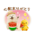 ⚡飛び出すポメラニアンの「夏」の毎日（個別スタンプ：11）