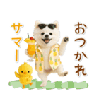 ⚡飛び出すポメラニアンの「夏」の毎日（個別スタンプ：13）