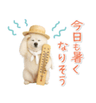 ⚡飛び出すポメラニアンの「夏」の毎日（個別スタンプ：14）