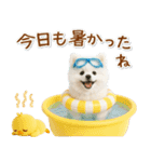 ⚡飛び出すポメラニアンの「夏」の毎日（個別スタンプ：15）