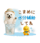 ⚡飛び出すポメラニアンの「夏」の毎日（個別スタンプ：19）
