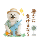 ⚡飛び出すポメラニアンの「夏」の毎日（個別スタンプ：20）