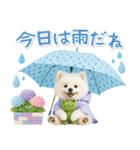 ⚡飛び出すポメラニアンの「夏」の毎日（個別スタンプ：21）