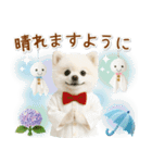 ⚡飛び出すポメラニアンの「夏」の毎日（個別スタンプ：22）
