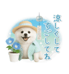 ⚡飛び出すポメラニアンの「夏」の毎日（個別スタンプ：24）